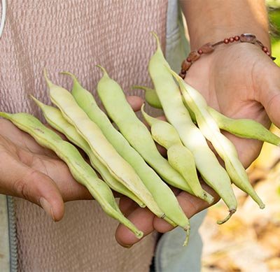 Famille Patacq - Haricots Tarbais
